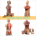 Teaching Models Plastic Human Torso Anatomy with Removable Organs